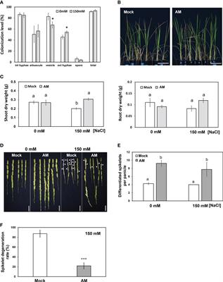 Transcriptome analysis reveals the mechanisms for mycorrhiza-enhanced salt tolerance in rice